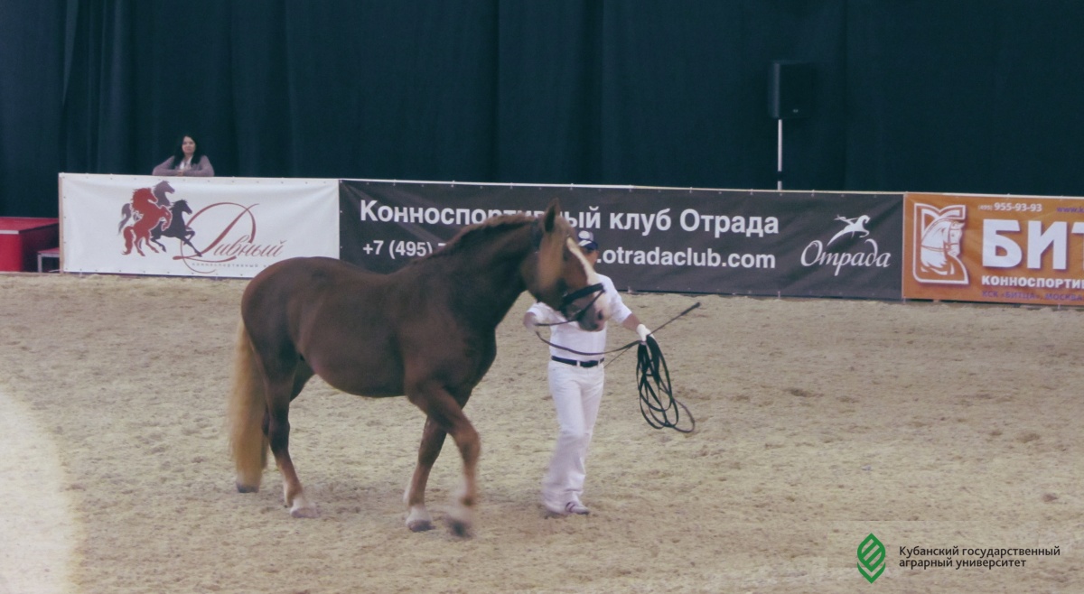 По коням
