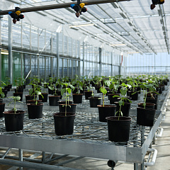 Делегация Кубанского ГАУ приняла участие в выездном совещании главы Минсельхоза РФ в Адыгее