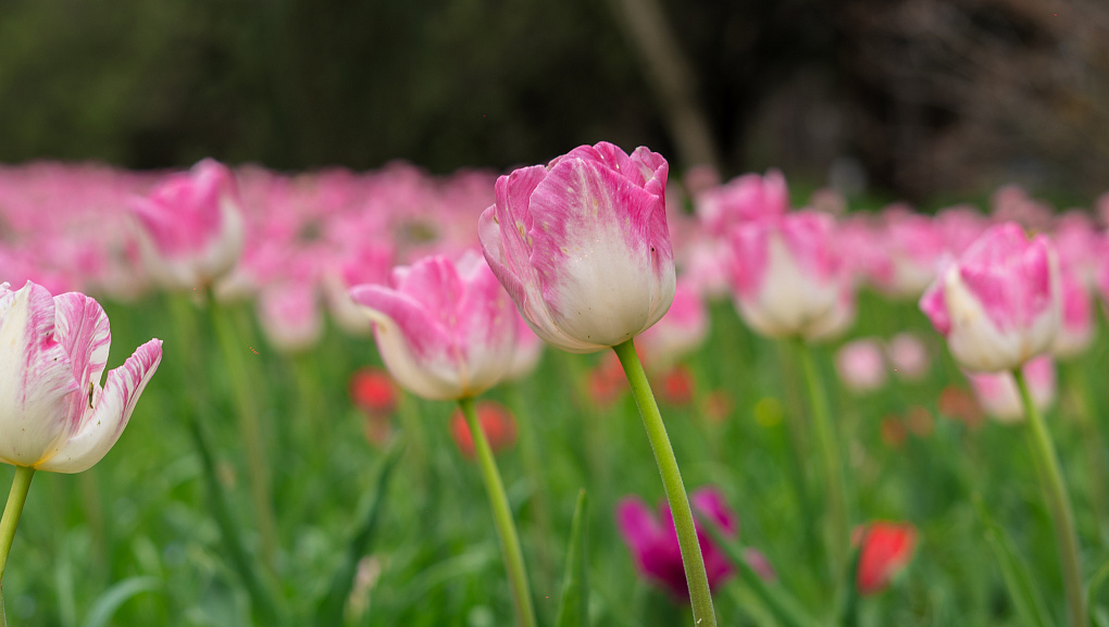 «Тюльпаномагия» в Кубанском ГАУ
