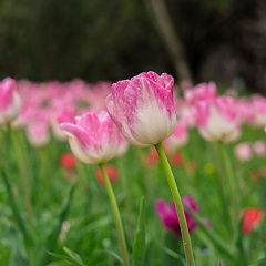 «Тюльпаномагия» в Кубанском ГАУ