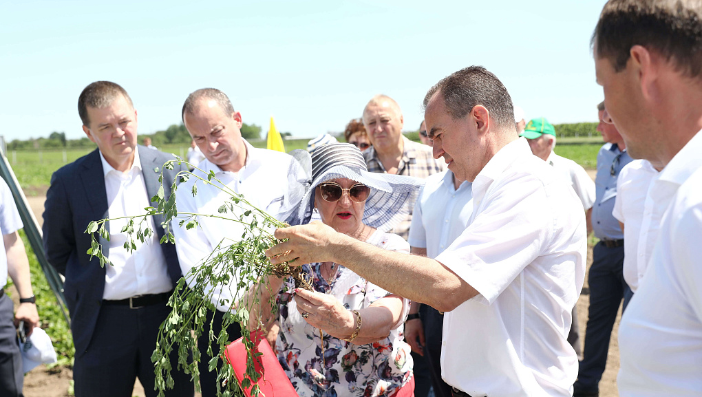 Учхоз "Кубань" принимал гостей со всей Кубани на ежегодное мероприятие "День поля"