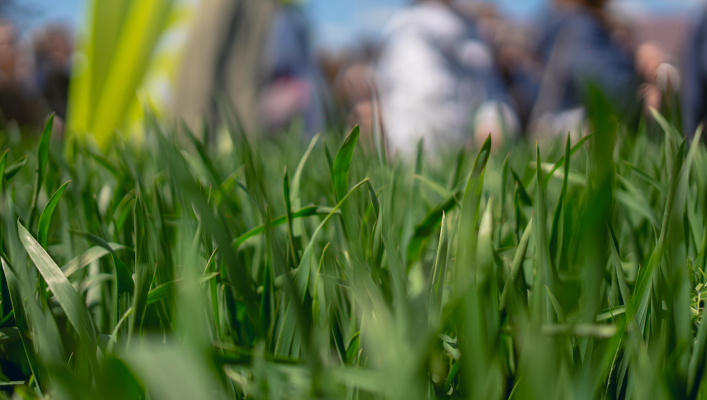 Тритикале – культура будущего