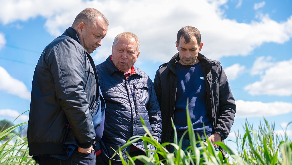 Тритикале – культура будущего