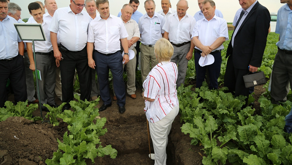 День поля