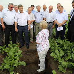 День поля