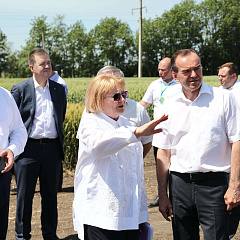 Учхоз "Кубань" принимал гостей со всей Кубани на ежегодное мероприятие "День поля"