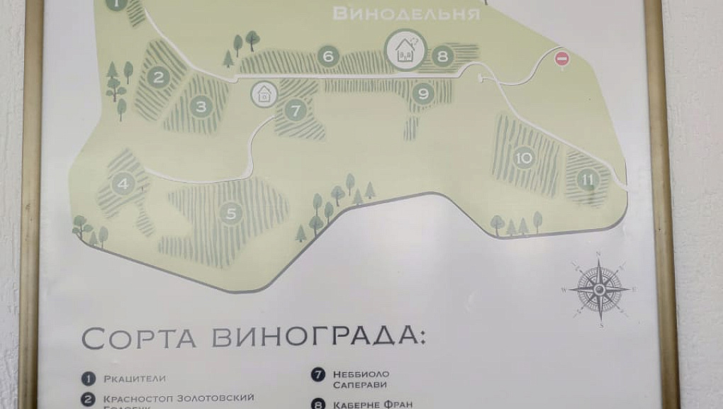 На виноградниках в предгорье Кавказа