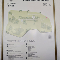 На виноградниках в предгорье Кавказа