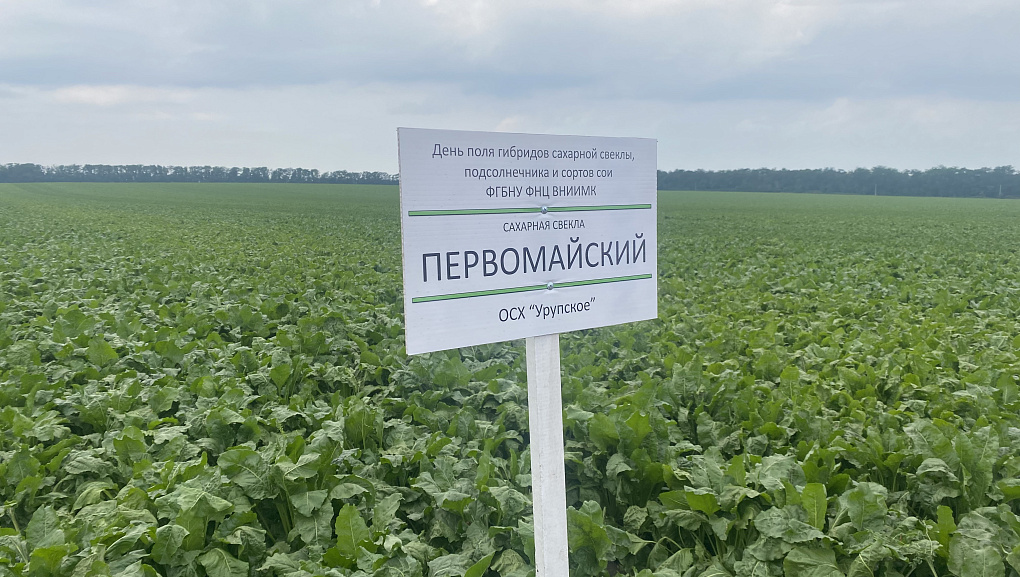 «День поля гибридов сахарной свеклы и сортов сои»