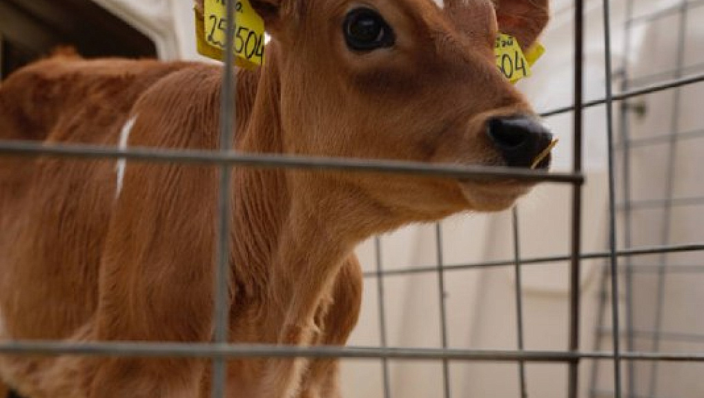 Глава Минсельхоза РФ Оксана Лут посетила учхоз «Краснодарское»