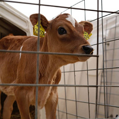 Глава Минсельхоза РФ Оксана Лут посетила учхоз «Краснодарское»