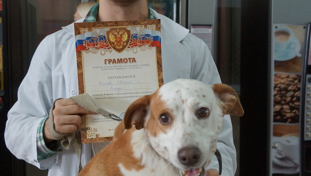 Выставка питомцев 