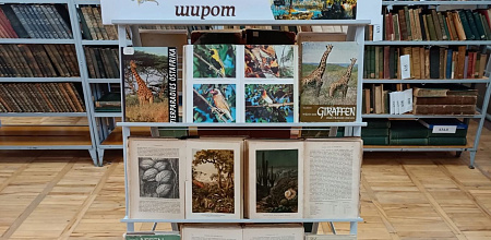 В плену тропических широт