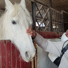 Путешествие иностранцев в конноспортивный клуб