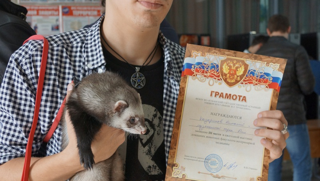 Выставка питомцев 