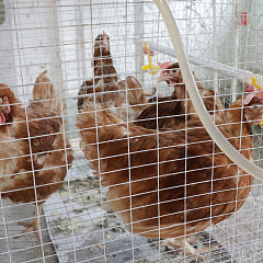 Студенты КУБГАУ изучили методологию научных опытов в Краснодарском научном центре по зоотехнии и ветеринарии