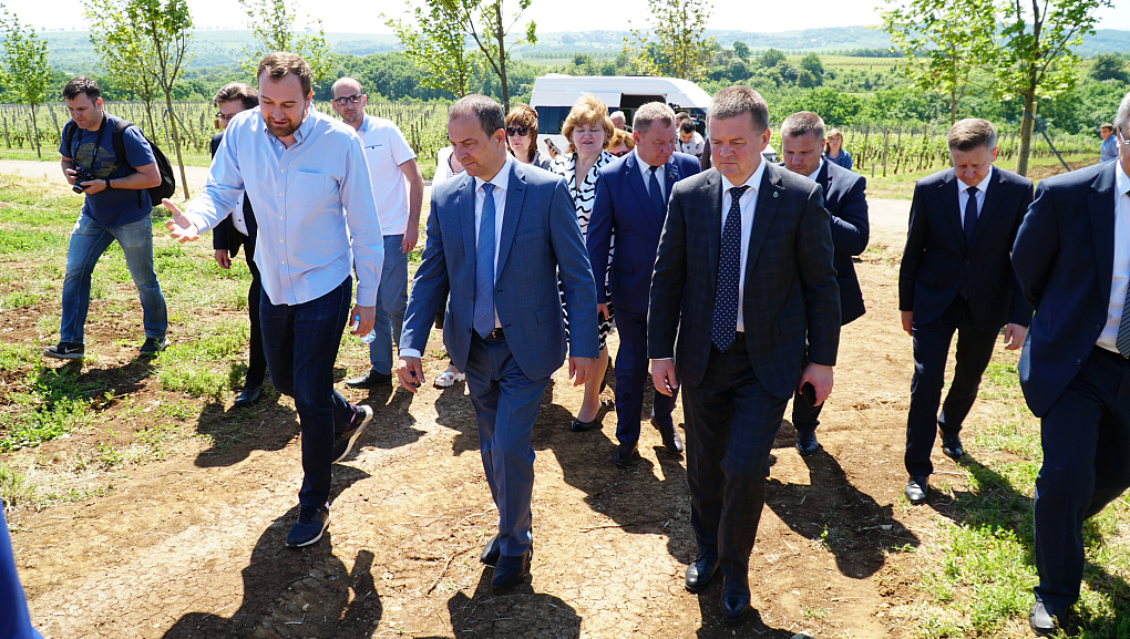 О перспективах кубанского виноградарства