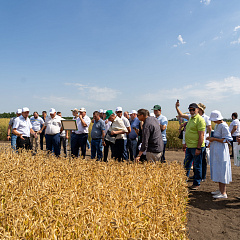День поля в КубГАУ