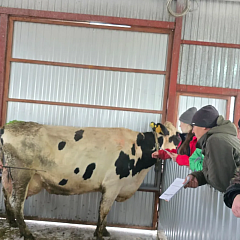 Оцениваем корову глазами эксперта: совершенствуемся вместе с лучшими специалистами отрасли