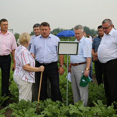 День поля