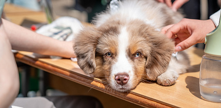 В Кубанском ГАУ открылось ранчо