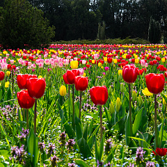 «Тюльпаномагия» в Кубанском ГАУ