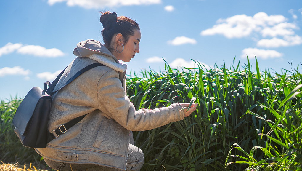 Тритикале – культура будущего