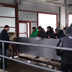 Оцениваем корову глазами эксперта: совершенствуемся вместе с лучшими специалистами отрасли